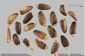 Silybum Marianum Seeds